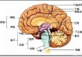 孩子的智商一般是遗传谁？